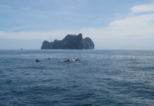 Spectacular Dolphin Display Delights Maritime Officials in Satun